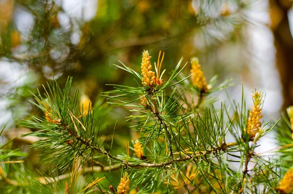 Árbol de coníferas con conos jóvenes — Foto de Stock