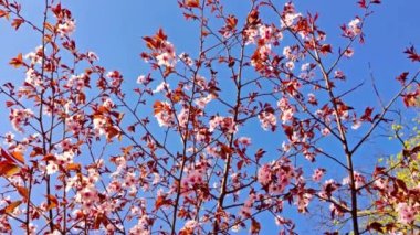 Sakura Şubesi rüzgarda yakın yukarı sallanan. Japonya 'da bahar