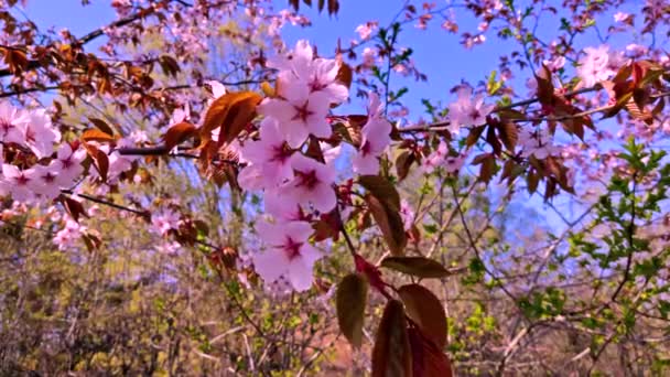 Ramo Sakura ondeggiante nel vento primo piano. Primavera in Giappone — Video Stock