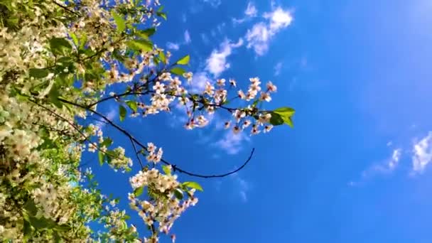 Ветка яблони раскачивается на ветру крупным планом — стоковое видео