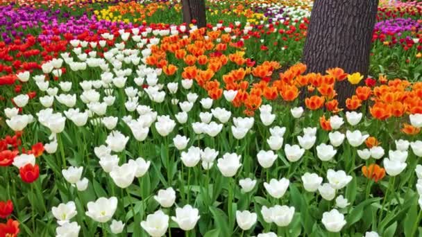 Pole pięknych tulipany różnych odmian i różnych żywych kolorach kwitnących w wiosennym ogrodzie. Kwiat łóżko. Festiwal tulipana. Kwiat kwiatu tulipana wiosną — Wideo stockowe
