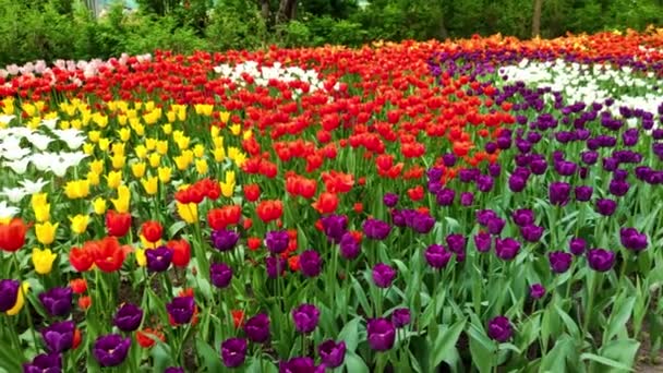 Területén gyönyörű tulipánok különböző fajtájú és különböző élénk színeket virágzó tavaszi kert. Virágágyások. Tulipán fesztivál. Tulip virág virágzik tavasszal — Stock videók