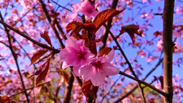 In Nahaufnahme wiegt sich ein Ast im Wind. Frühling in Japan — Stockvideo