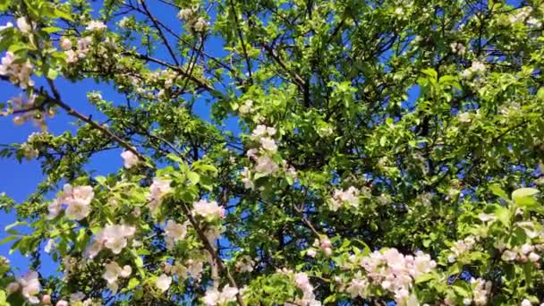 O zangão fofo voa e poliniza as flores brancas da árvore da maçã contra o céu azul — Vídeo de Stock