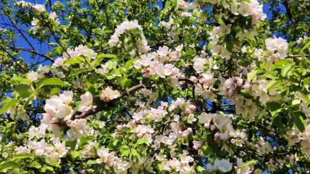 Die Wespe fliegt und bestäubt die weißen Blüten des Apfelbaums gegen den blauen Himmel — Stockvideo