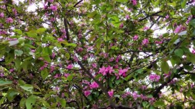 Rüzgarda sallanan kiraz dalları