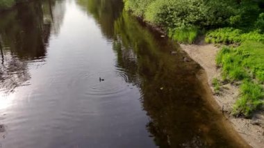 Grup yaban ördekleri parkta nehirüzerinde balık için yüzmek ve dalış
