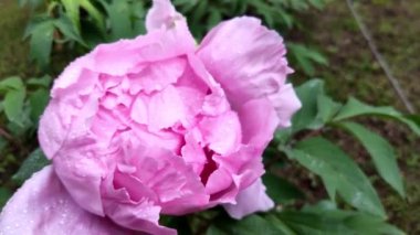 Pembe şakayık üzerinde koş. Şakayık yakın çekim