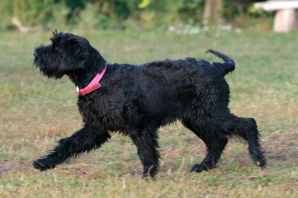 portrait of a giant schnauzer