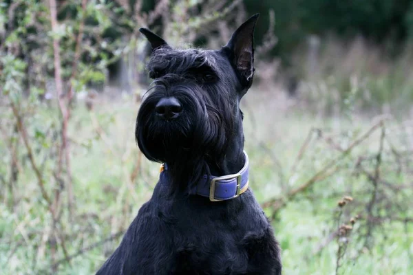 portrait of a giant schnauzer