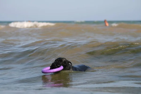 Dog Black Sea Puller — Stock Photo, Image
