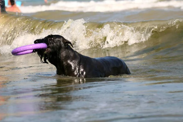 Dog Black Sea Puller — Stock Photo, Image