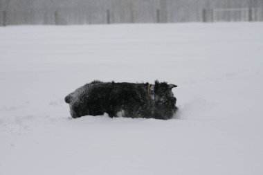 bir dev schnauzer karda portresi