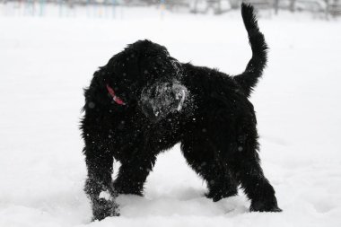 bir dev schnauzer karda portresi
