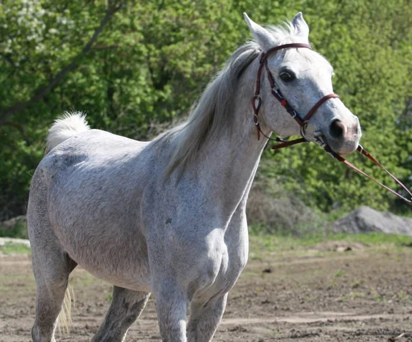 arabian horse portrait (vet control of endurance compitition).