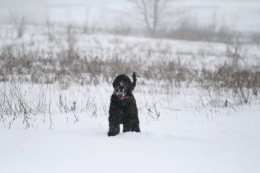 alanında bir kar yağışı sırasında dev bir schnauzer portresi