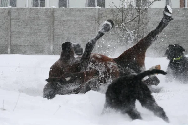 Эркерный Портрет Зимой Холтере Лошадь Остается Снегу — стоковое фото