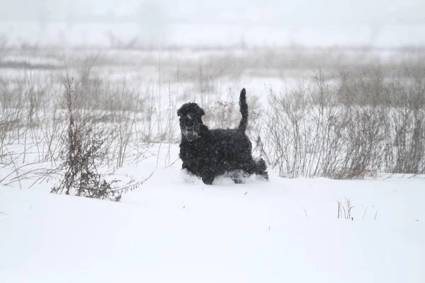 portrait of a giant  schnauzer during a snowfall in the field