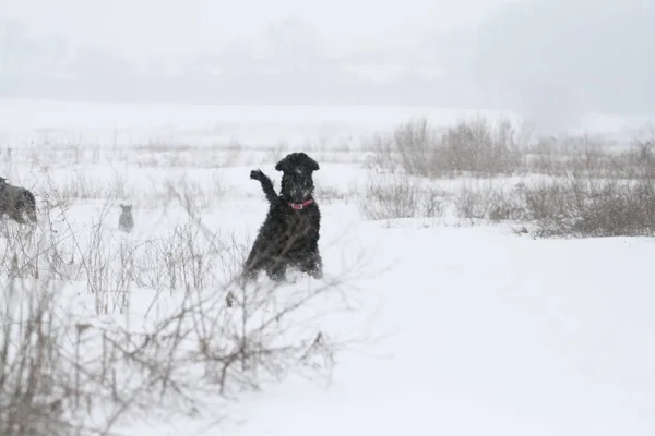 Retrato Schnauzer Gigante Durante Uma Queda Neve Campo — Fotografia de Stock