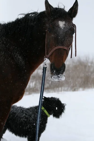 horse portrait  during a snowfall with a dog in the field
