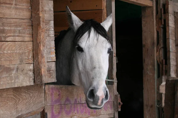 Arabian Horse Stall — Stock Photo, Image