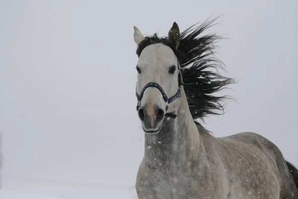 Arab Egy Lejtő Domb Télen Fut Canter Télen Egy Havas — Stock Fotó