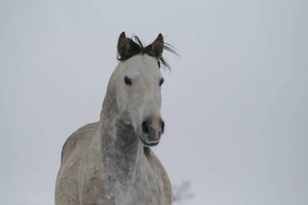 Cavallo Arabo Pendio Neve Collina Inverno Cavallo Corre Inverno Pendio — Foto Stock