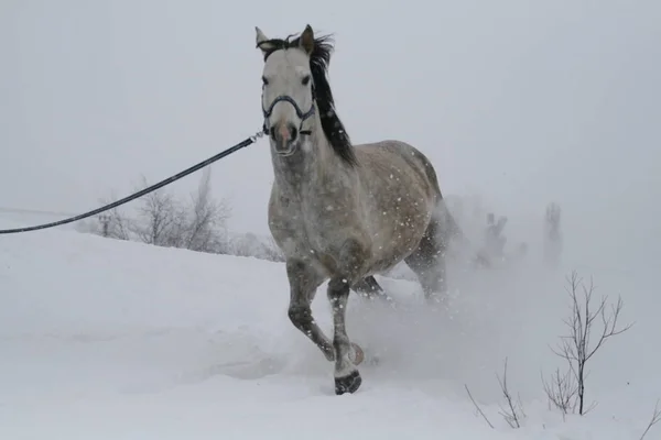 Stallion mixed trakenenskoy and Arabic breed runs on the cord. Gallops galloping along the snow slope. Photographed in front.