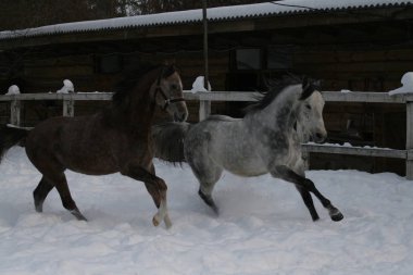 2 Arap atları beyaz bir çit ve bir kış ahır arka plan karşı çayırda karda dörtnala. Kıdemli gri, genç tay (1 yaşında) gri olacak.