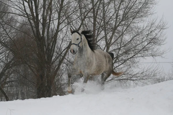 Zimě Sněžného Svahu Kopec Arabským Koněm Pozadí Jsou Stromy Les — Stock fotografie