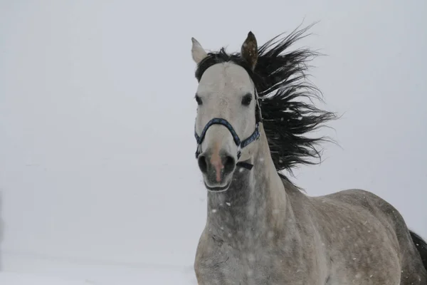 Cavallo Arabo Pendio Neve Collina Inverno Cavallo Corre Inverno Pendio — Foto Stock