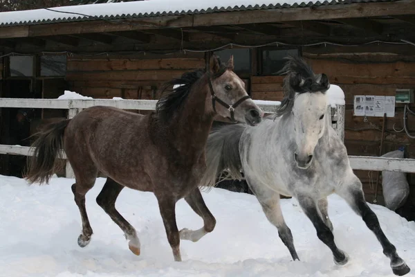 2 Arap atları beyaz bir çit ve bir kış ahır arka plan karşı çayırda karda dörtnala. Kıdemli gri, genç tay (1 yaşında) gri olacaktır. Gelding tay hakim (kelepçeler kulakları).