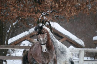 2 Arap atı beyaz bir çit ve sarı yaprakları ile ağaçlara karşı çayırda kar oynar. Kıdemli gri, genç tay (1 yaşında) gri olacaktır. Gelding Tayı ısırır (hakim)
