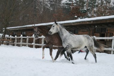 2 Arap at trotting bir kış ahır karşı çayırda karda. Kıdemli gri, genç tay (1 yaşında) gri olacaktır. Gelding Tayı ısırır (hakim)