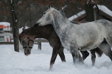 2 Arap atı beyaz bir çit ve sarı yaprakları ile ağaçlara karşı çayırda kar oynar. Kıdemli gri, genç tay (1 yaşında) gri olacaktır. Gelding Tayı ısırır (hakim)