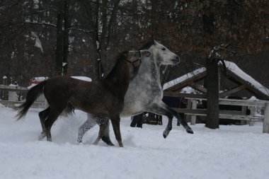 2 Arap atı beyaz bir çit ve sarı yaprakları ile ağaçlara karşı çayırda kar oynar. Kıdemli gri, genç tay (1 yaşında) gri olacaktır. Gelding Tayı ısırır (hakim)