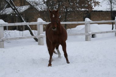 Alnında bir yıldız olan kırmızı kız solda oynuyor. Arka planda bir ev var. Kış ahırı. Beyaz çit. Akhal-Teke atı ile paça arasında bir haç tır. Düşük, şişman.