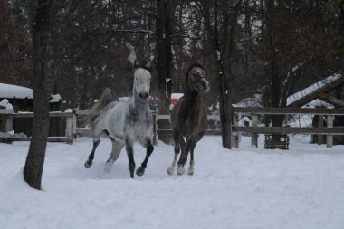 2 Arap atı beyaz bir çit ve sarı yaprakları ile ağaçlara karşı çayırda kar oynar. Kıdemli gri, genç tay (1 yaşında) gri olacak. 