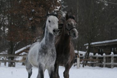 2 Arap atı beyaz bir çit ve sarı yaprakları ile ağaçlara karşı çayırda karda çalışır. Kıdemli gri, genç tay (1 yaşında) gri olacak.