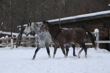 2 Arap atı beyaz bir çit ve sarı yaprakları ile ağaçlara karşı çayırda karda çalışır. Kıdemli gri, genç tay (1 yaşında) gri olacak.