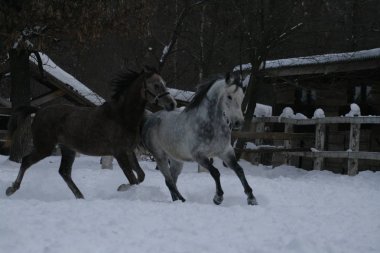 2 Arap atı beyaz bir çit ve sarı yaprakları ile ağaçlara karşı çayırda karda çalışır. Kıdemli gri, genç tay (1 yaşında) gri olacak.