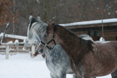 2 Arap atları beyaz bir çit, kış ahır ve sarı yaprakları ile ağaçlar karşı çayırda kar kalmak. Kıdemli gri dışarı bakıyor, genç tay (1 yaşında) gri olacak.