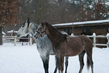 2 Arap atları beyaz bir çit, kış ahır ve sarı yaprakları ile ağaçlar karşı çayırda kar kalmak. Kıdemli gri, genç tay (1 yaşında) gri olacak.