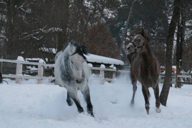 2 Arap atı beyaz bir çit ve sarı yaprakları ile ağaçlara karşı çayırda karda çalışır. Kıdemli gri, genç tay (1 yaşında) gri olacak.