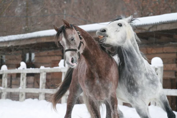 2 Arabian horses plays  in the snow in the paddock against a white fence and winter stable. Senior gelding gray, young foal (1 year old) will be gray. Gelding bites foal (dominates)