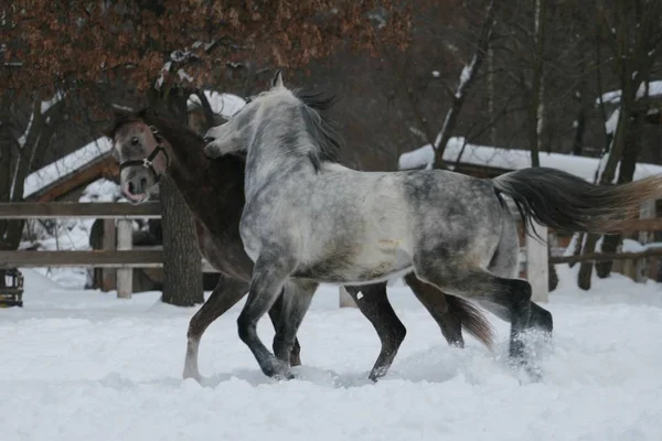 2 Arabian horses plays  in the snow in the paddock against a white fence and trees with yellow leaves. Senior gelding gray, young foal (1 year old) will be gray. Gelding bites foal (dominates)