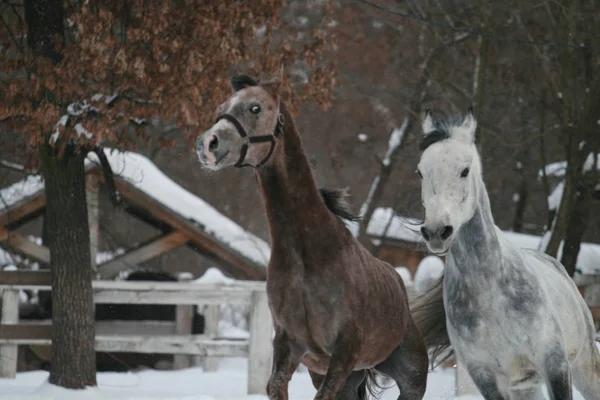 2 Arap atı beyaz bir çit ve sarı yaprakları ile ağaçlara karşı çayırda kar oynar. Kıdemli gri, genç tay (1 yaşında) gri olacaktır. Gelding Tayı ısırır (hakim)