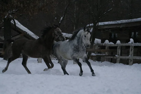 Cavalli Arabi Corrono Nella Neve Nel Paddock Contro Una Recinzione — Foto Stock