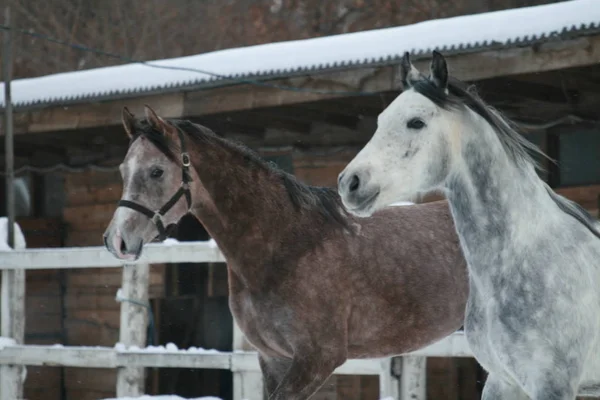 Chevaux Arabes Courent Dans Neige Dans Paddock Contre Une Clôture — Photo