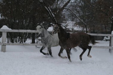 2 Arap atları beyaz bir çit ve sarı yaprakları ile ağaçlara karşı çayırda karda dörtnala. Kıdemli gri, genç tay (1 yaşında) gri olacak.